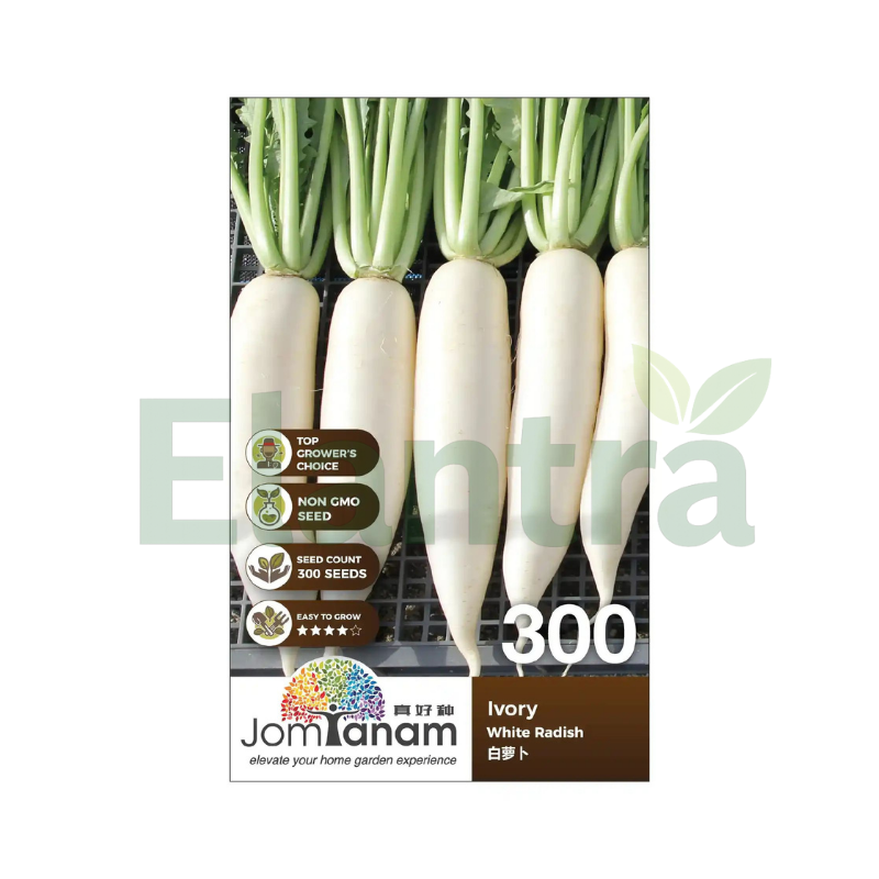 300 WHITE RADISH